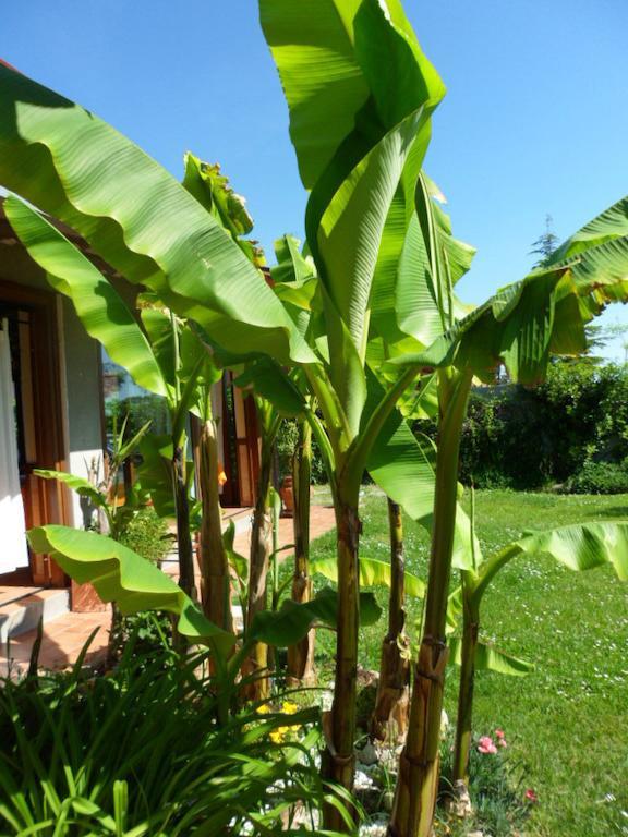 Agriturismo La Quiete Roncofreddo Kültér fotó